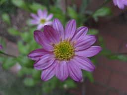 c0117898_18301869.jpg