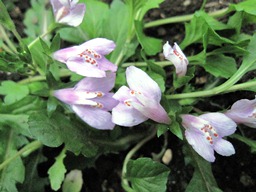c0117898_1832495.jpg