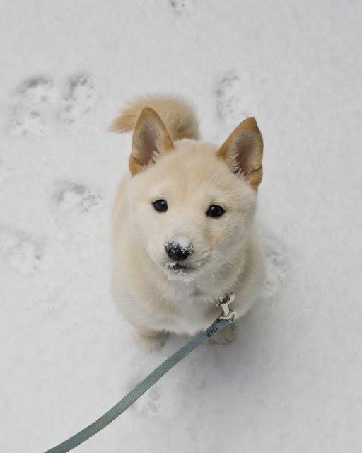 からくれない動物　１９_c0072801_725314.jpg