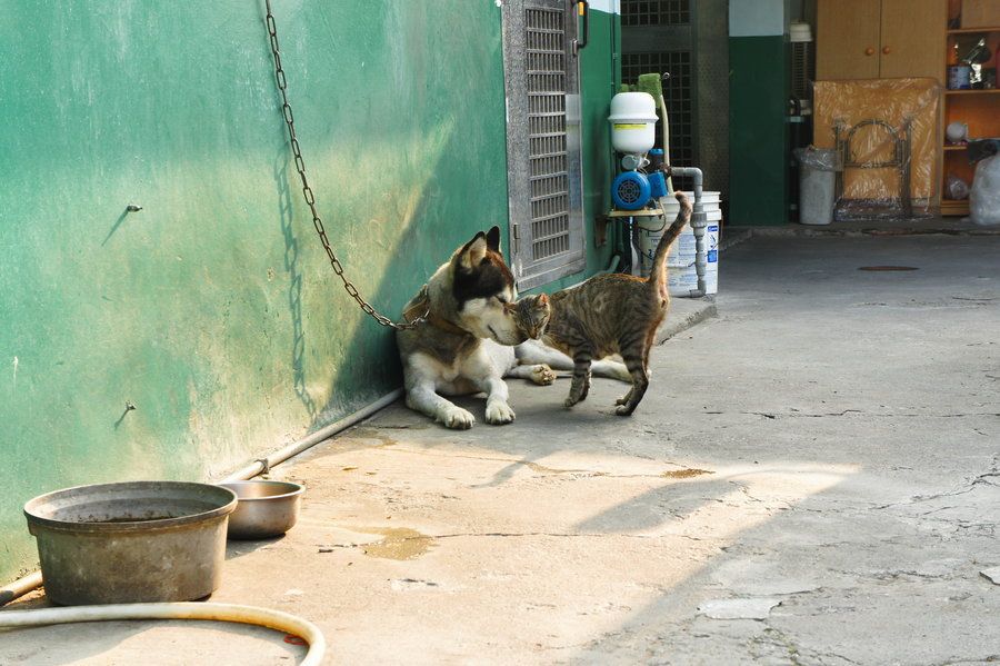 からくれない動物　１９_c0072801_9304060.jpg