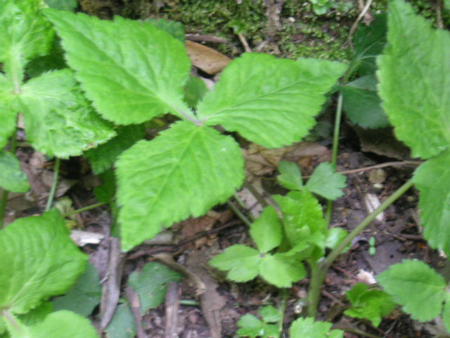 e0192203_1812289.jpg