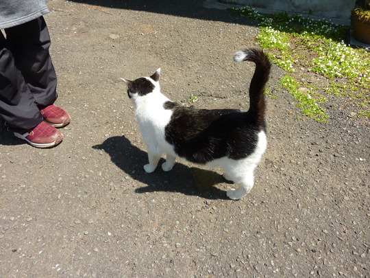 ねこ　ネコ　猫展に行ってきました。_d0171907_11302311.jpg