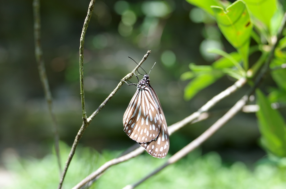 ぐんま昆虫の森_f0138807_241656.jpg