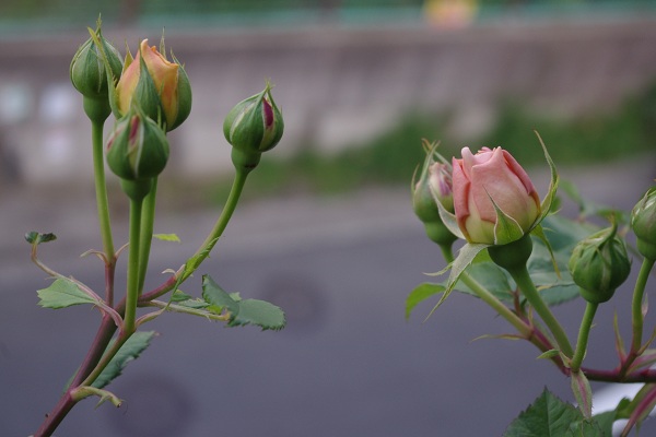 c0147909_14321874.jpg