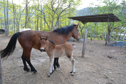 かんな高原農場　木曽馬ミフーの赤ちゃん　2013_d0264817_20342312.jpg