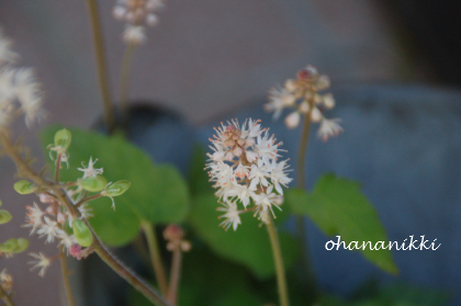 志木のお花屋さんラムズイヤーとテンクロカフェ＊_f0217217_18192179.jpg