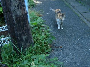 北鎌倉のねこ_c0248618_9264292.jpg