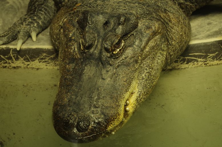 alligator_a0194620_6295885.jpg