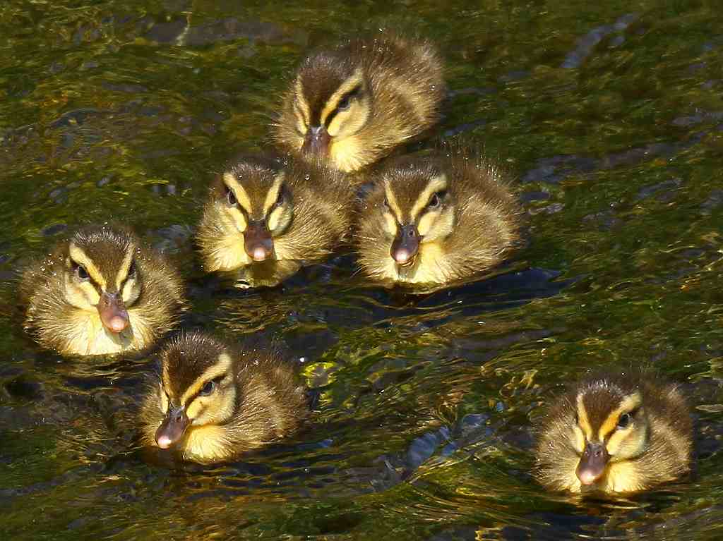 カルガモの赤ちゃん誕生 武蔵野散歩