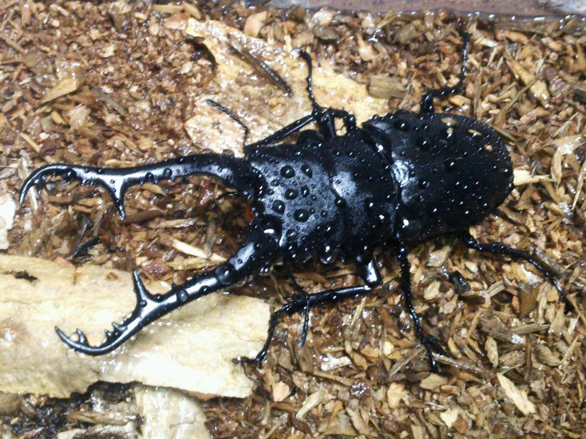 ギラファノコギリクワガタ 飼育の部屋 ギラファノコギリクワガタ 飼育の部屋