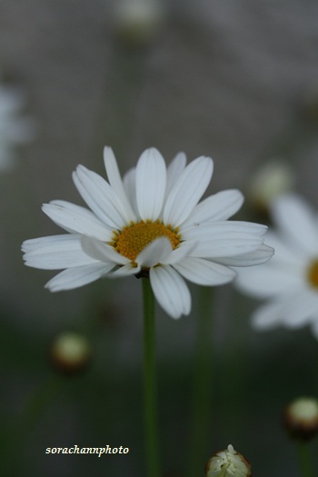 子供の花教室_d0237331_973265.jpg