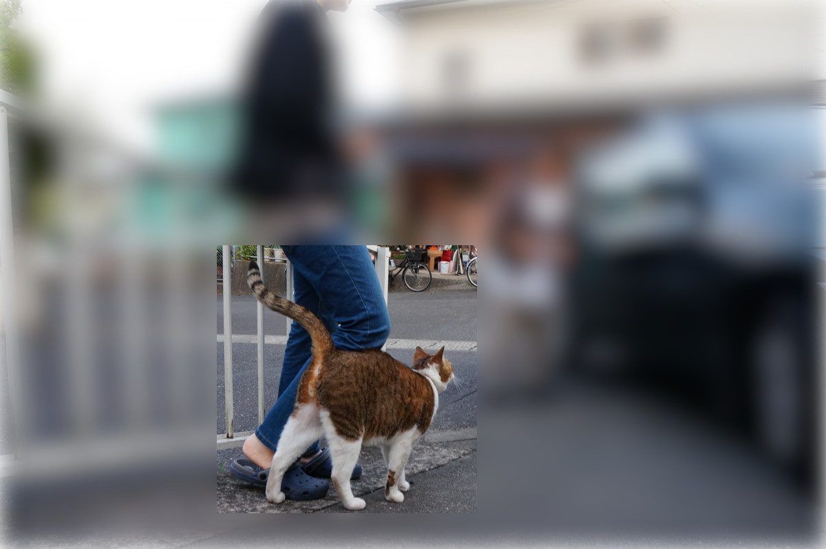 今年の猫連休 #2〜Goodbye and welcome _b0060239_2052156.jpg