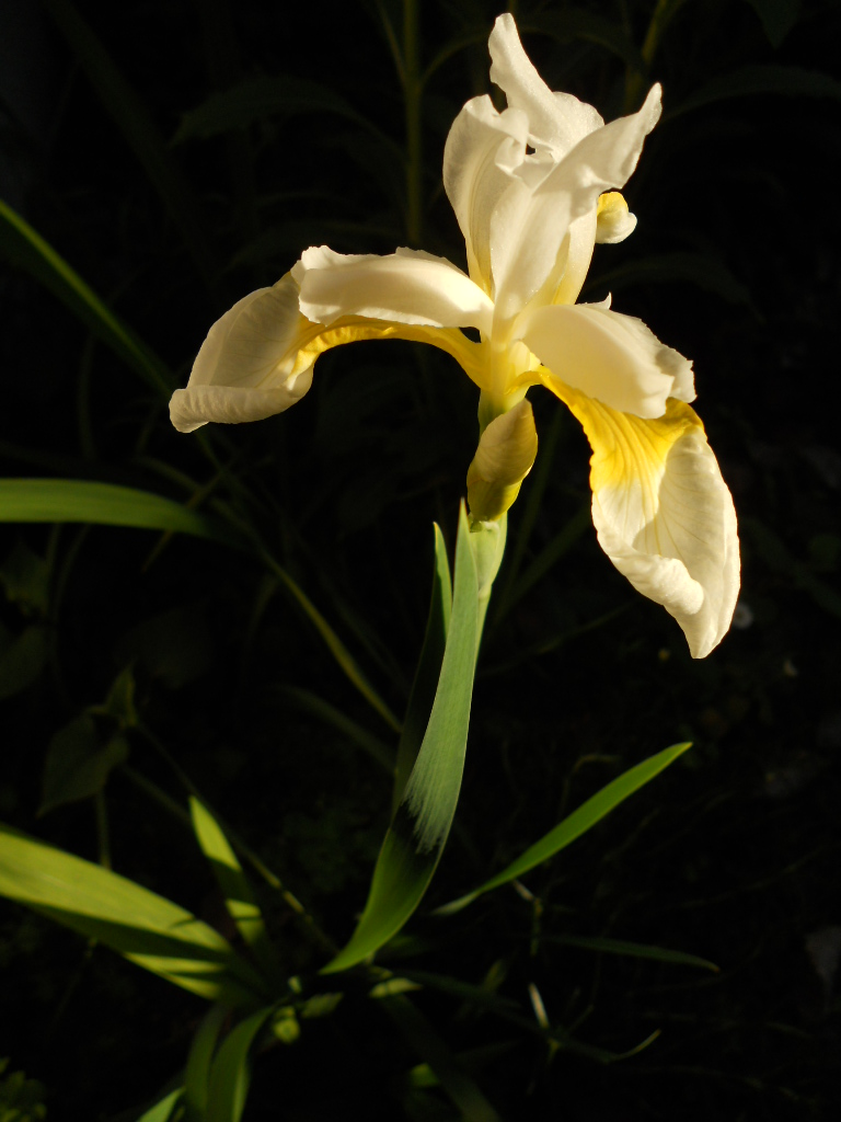 e0300042_1225472.jpg