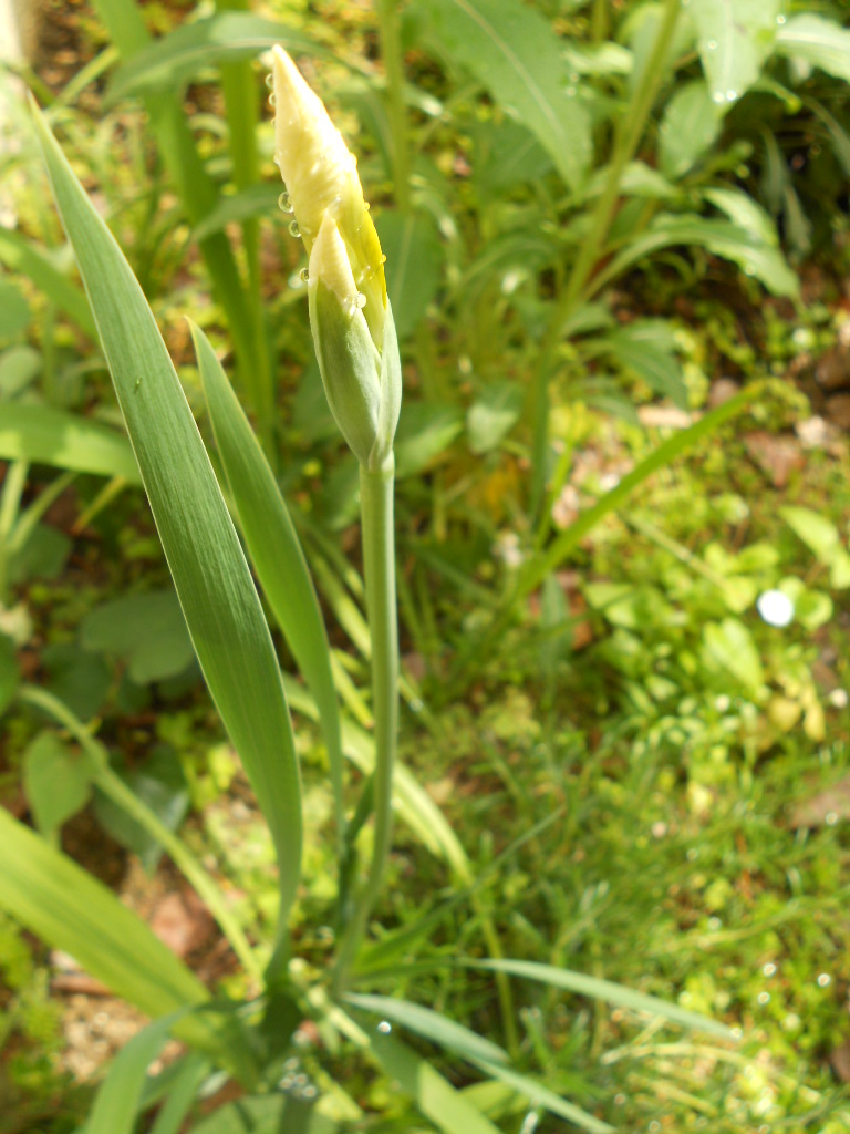 e0300042_1272848.jpg