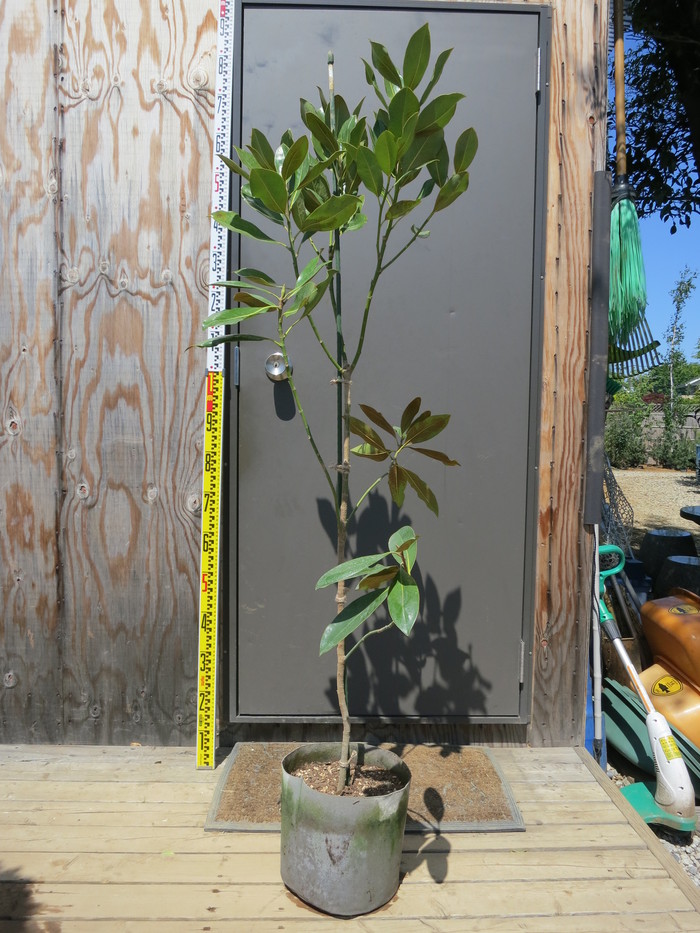 タイサンボク リトルジェム 四季咲き 矮性 販売 画像 写真 価格 値段