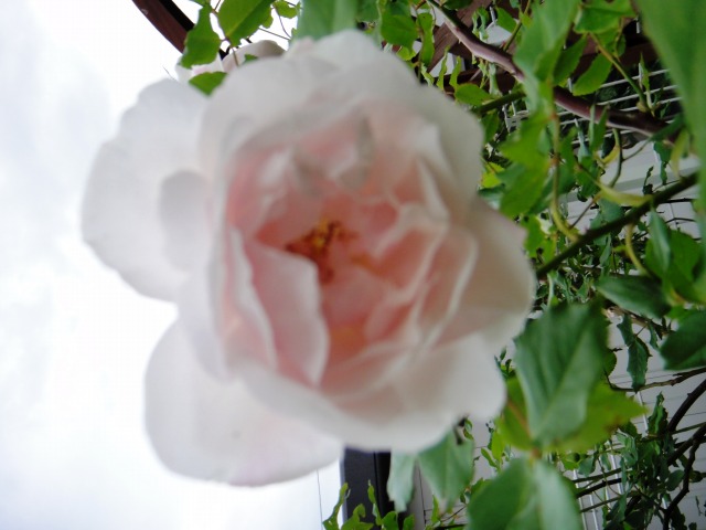 散歩道の花と我が家のバラ_e0195743_1233893.jpg