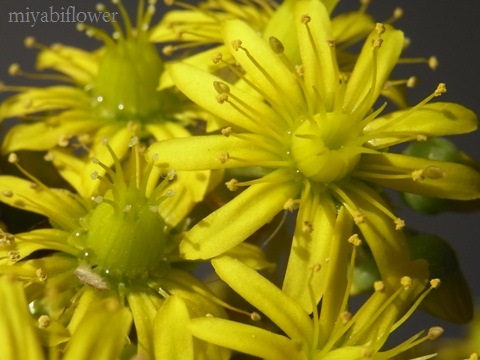 なんの花でしょう？　また咲きました_b0255144_1053294.jpg