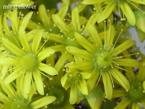 なんの花でしょう？　また咲きました_b0255144_1055260.jpg