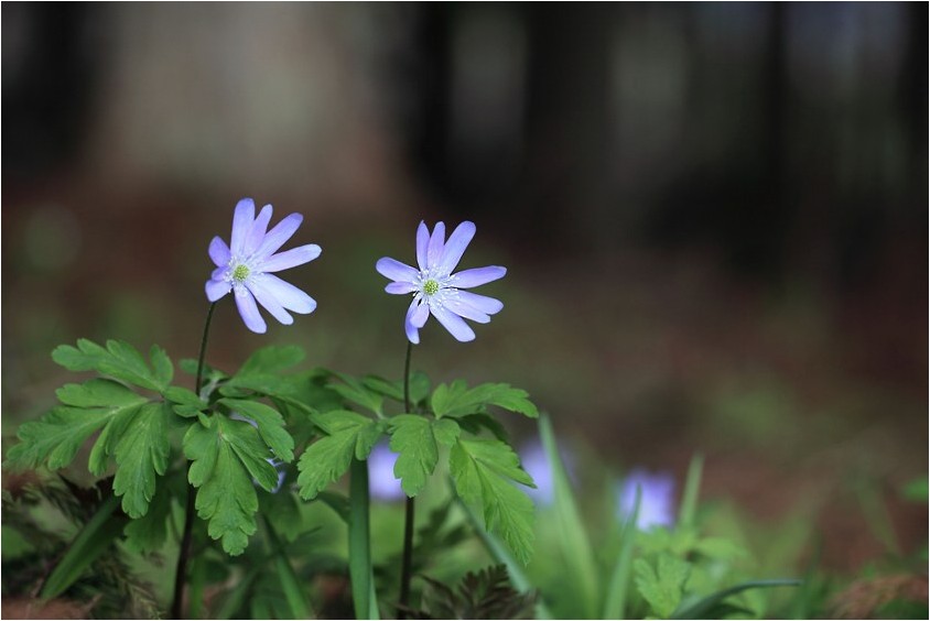 白馬山麓に咲く花　Ⅴ_e0091347_1593153.jpg