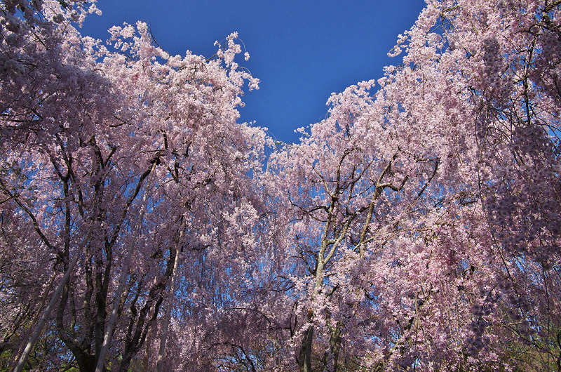 龍安寺・春景_f0155048_1022491.jpg