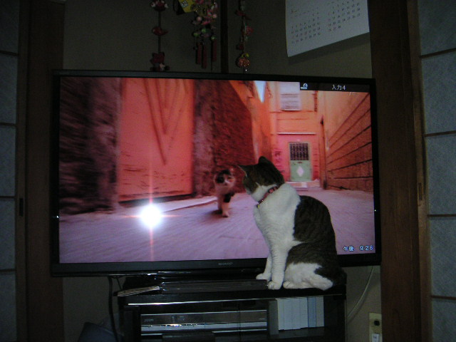 猫がみるねこtv ねこの横道 Vol 2 猫がみるねこtv ねこの横道 Vol 2