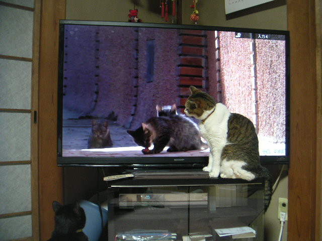 猫がみるねこtv ねこの横道 Vol 2 猫がみるねこtv ねこの横道 Vol 2