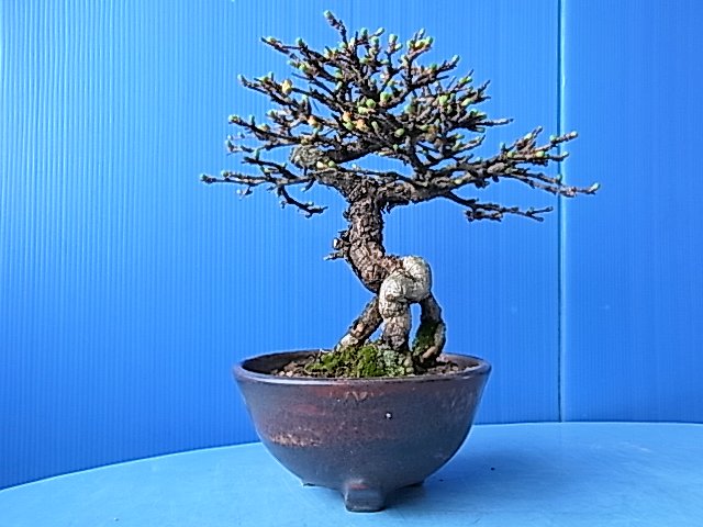 アカシデ寄せ植え植え替え_f0147853_19345177.jpg