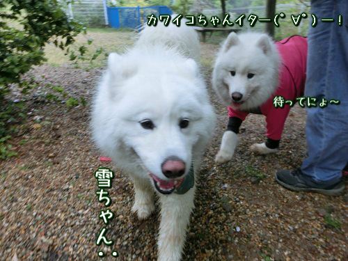 小次郎くん歓迎会 岐阜 サモエド ｈｏｌｙの雄叫びっち