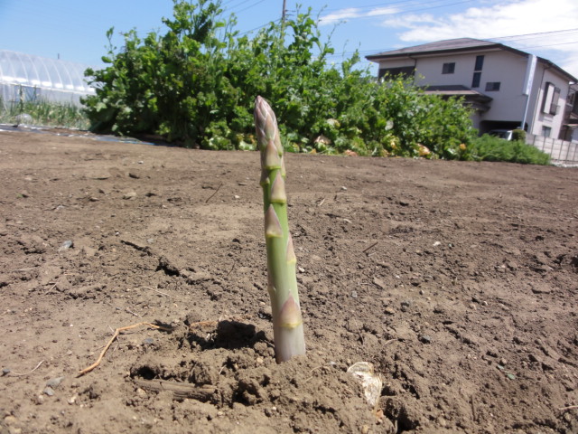 今年も無農薬野菜始めました。_f0188254_14571812.jpg