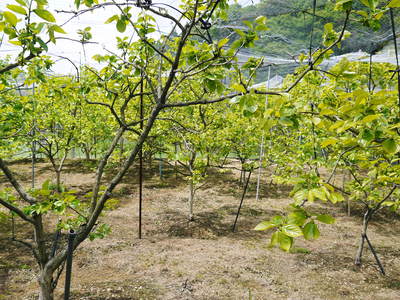 太秋柿　古川農園　元気な新芽が芽吹いてきました_a0254656_185165.jpg