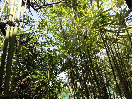 c0108460_21595218.jpg