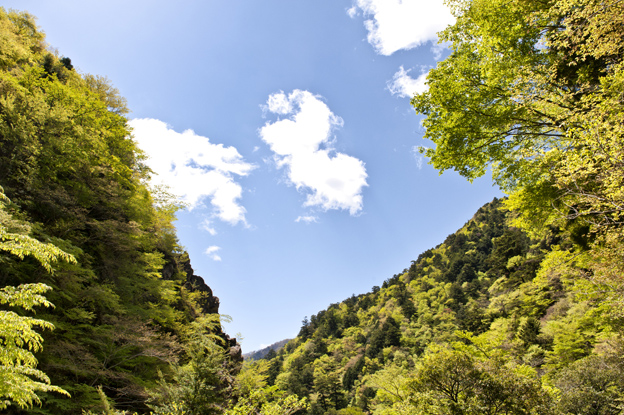 高知県香美市べふ峡は新緑の萌黄におおわれました_f0231460_18243495.jpg