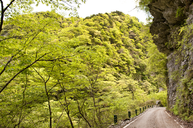 高知県香美市べふ峡は新緑の萌黄におおわれました_f0231460_18334213.jpg