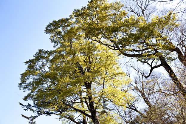 高知県香美市べふ峡は新緑の萌黄におおわれました_f0231460_18381053.jpg