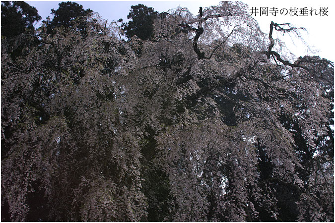 井岡寺の枝垂れ桜_c0061761_8151238.jpg