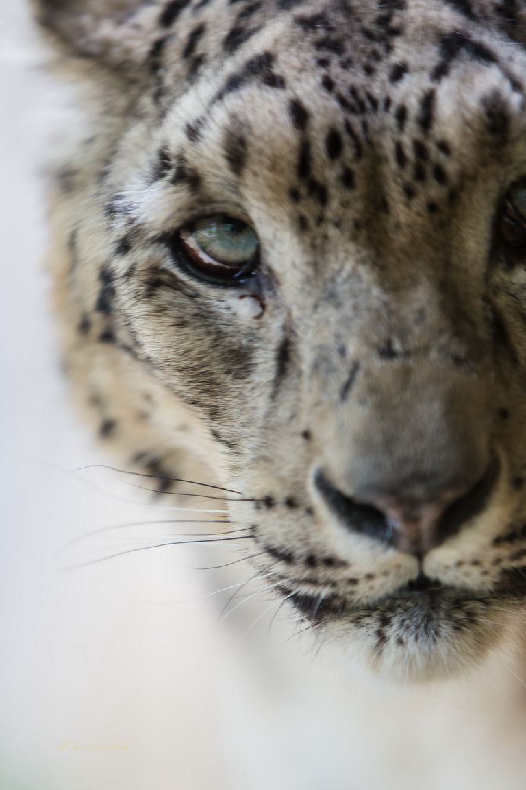 雪豹 トラ 可愛い動物達 多摩動物公園 暇に任せて写真でも