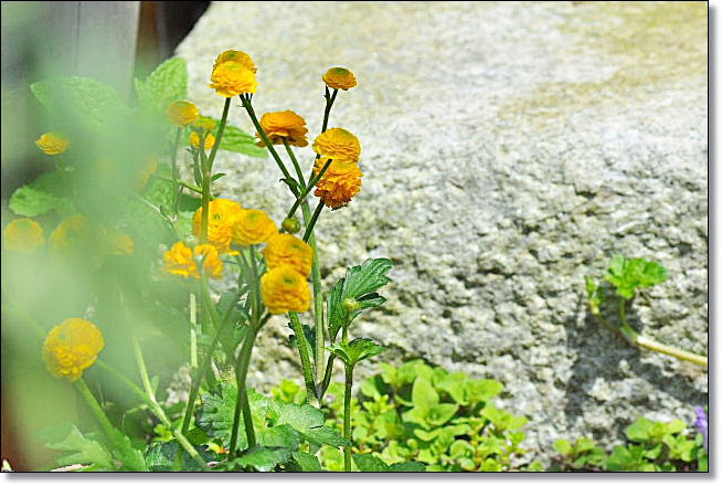 春の庭 8 ゴールドコイン アジュガ ブルーベリーの花 そよ風になって 春の庭 8 ゴールドコイン アジュガ ブルーベリーの花 そよ風になって