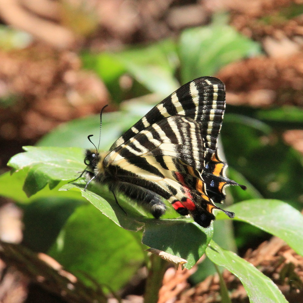 ギフチョウ　　ヒメギフに蹂躙された♂雄　　2013.4.29長野県①_a0146869_523753.jpg