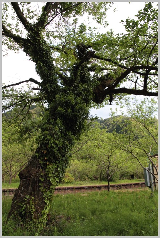 わ鐵　＊わたらせ渓谷鐵道＊　神戸駅_a0223997_2342661.jpg