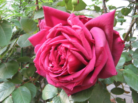 5月3日(金) 「断易雑話 対人占&事業占 占断例」_f0201297_1036328.jpg