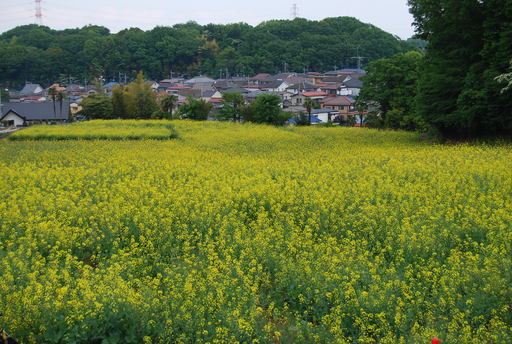 町田ぼたん園　続き_f0101201_2233459.jpg