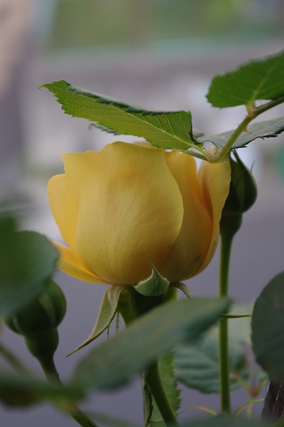 c0147909_7361299.jpg