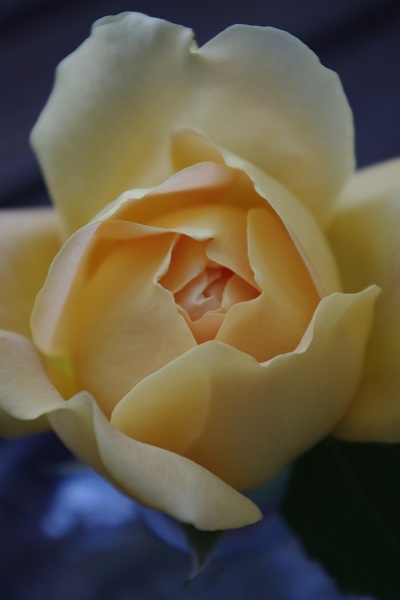 c0147909_738103.jpg