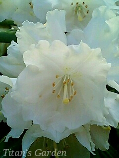 Rhododendron degronianum subsp. yakusimanum forma. album_b0099813_0255097.jpg