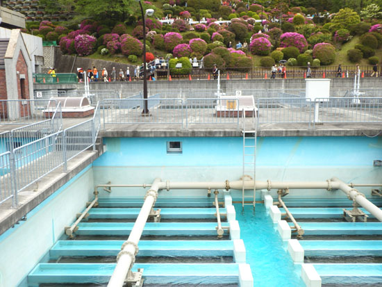 蹴上浄水場 ツツジ満開_e0048413_18463166.jpg