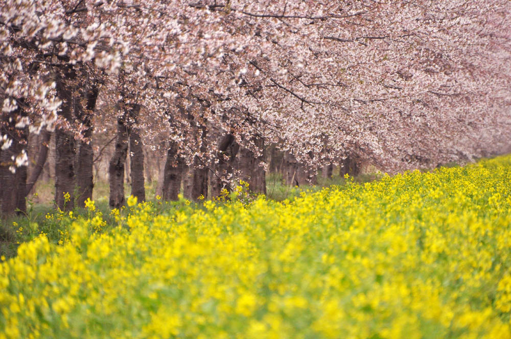 桜＆菜の花ロード_e0162117_31797.jpg