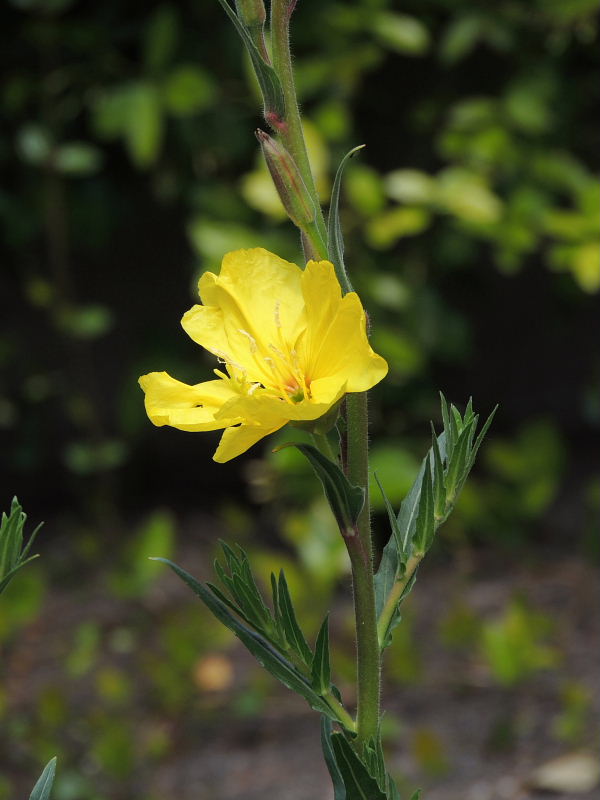 平戸躑躅･アークトセカ・御柳・立浪草・春紫苑・月見草・アロエ・金盞花_a0037019_23355663.jpg