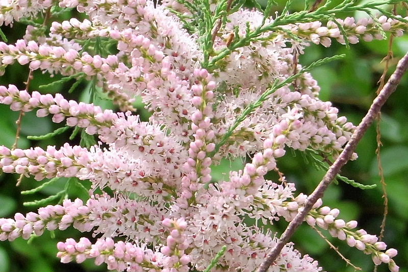 平戸躑躅･アークトセカ・御柳・立浪草・春紫苑・月見草・アロエ・金盞花_a0037019_23492266.jpg