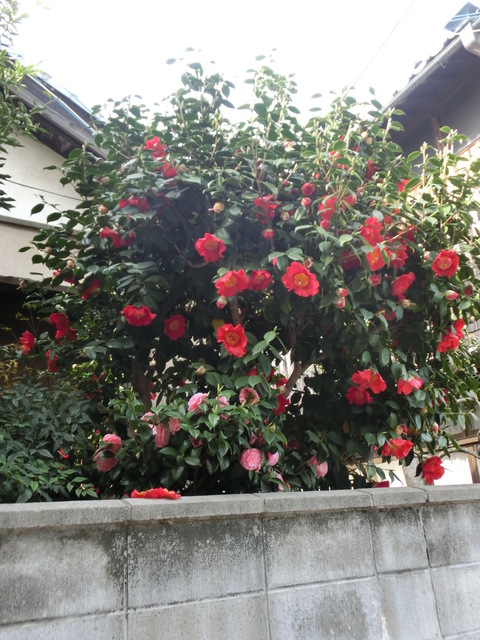 d0136122_1640443.jpg