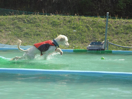 c0254426_816933.gif